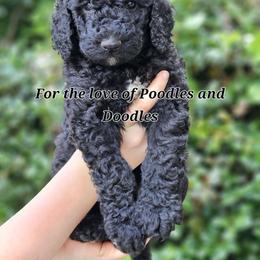 Goldendoodle, Old English Sheepdog, Poodle, Schnoodle, and Sheepadoodle Puppies from For the LOVE of Poodles and Doodles
