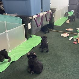 Miniature Schnauzer Puppies from Mini Schnauzers for Life