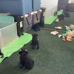Miniature Schnauzer Puppies from Mini Schnauzers for Life