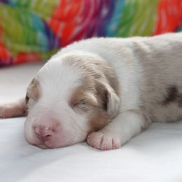 Australian Shepherd Puppies from Westrip Angus & Aussies