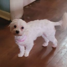 Raven - Maltese