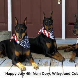 Doberman Pinschers from Dillon Dobermans