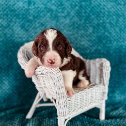 Shasta - White and red female Bordoodle puppy in Elizabeth City, North Carolina from Howdy Doodles