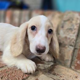 Henry - Piebald male Dachshund puppy in Tuscaloosa, Alabama from Watermelon Doxies