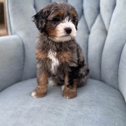 Lucy - Bernedoodle