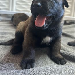 Pink - Fawn sable female Belgian Malinois puppy in Ellerbe, North Carolina from Grand Prix Kennel