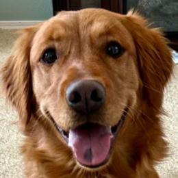 Bailey - Golden Retriever