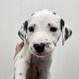 Yellow collar - White and black female Dalmatian puppy in Knoxville, Tennessee from Dazzling Dalz