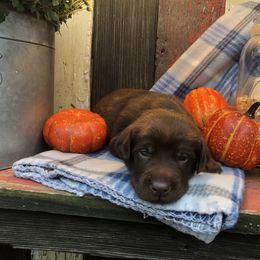 Dilute Retriever and Labrador Retriever Puppies from CKB Labradors