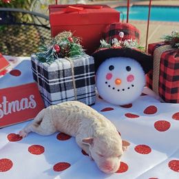 Honey - Apricot female Cavapoo puppy in Dallas, Texas from Halo's Heroes Doodles