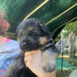 Purple Collar--aka Cashew - Black and red male German Shepherd puppy in King, North Carolina from Golly-G German Shepherds
