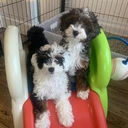 Aussiedoodle puppies from Lollipups Mini Aussiedoodles