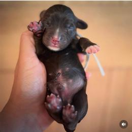 Boy 4 - Chocolate male Labradoodle puppy in Danville, Indiana from Marley’s Doodle Ranch