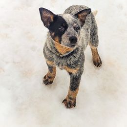 Anatolian Shepherd Dog and Australian Cattle Dog Puppies from 4D Cattle Dogs