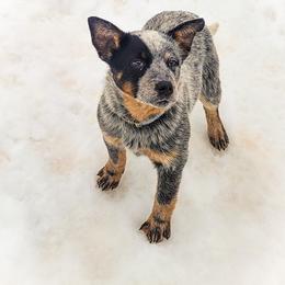 Anatolian Shepherd Dog and Australian Cattle Dog Puppies from 4D Cattle Dogs