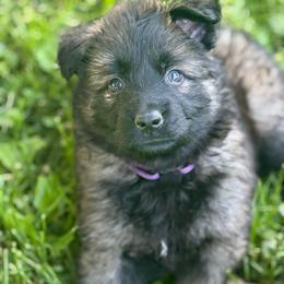 Ms. Purple - Sable female German Shepherd puppy in Berlin, Wisconsin from Gypsy Miracle Kennels