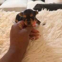 Girl 1 - Black and tan female Yorkshire Terrier puppy in Selden, New York from Alisha's Yorkshire Terriers