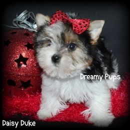 AKC Daisy Duke - Parti female Yorkshire Terrier puppy in Kennesaw, Georgia from Dreamy Pups