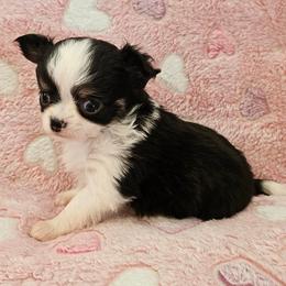 AKC Champion Sired Ariel - Black and white female Chihuahua puppy in Newport, Maine from Pinewood Acres Chihuahuas