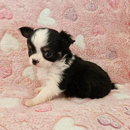 AKC Champion Sired Ariel - Black and white female Chihuahua puppy in Newport, Maine from Pinewood Acres Chihuahuas