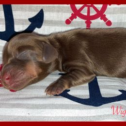 Dachshund and Pug Puppies from Wiggle'n V Ranch