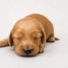Dachshund Puppies from Dachshundsnextdoor