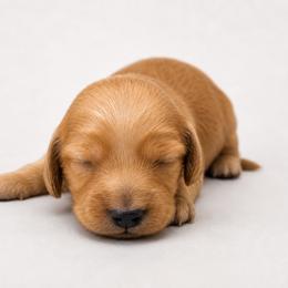 Dachshund Puppies from Dachshundsnextdoor