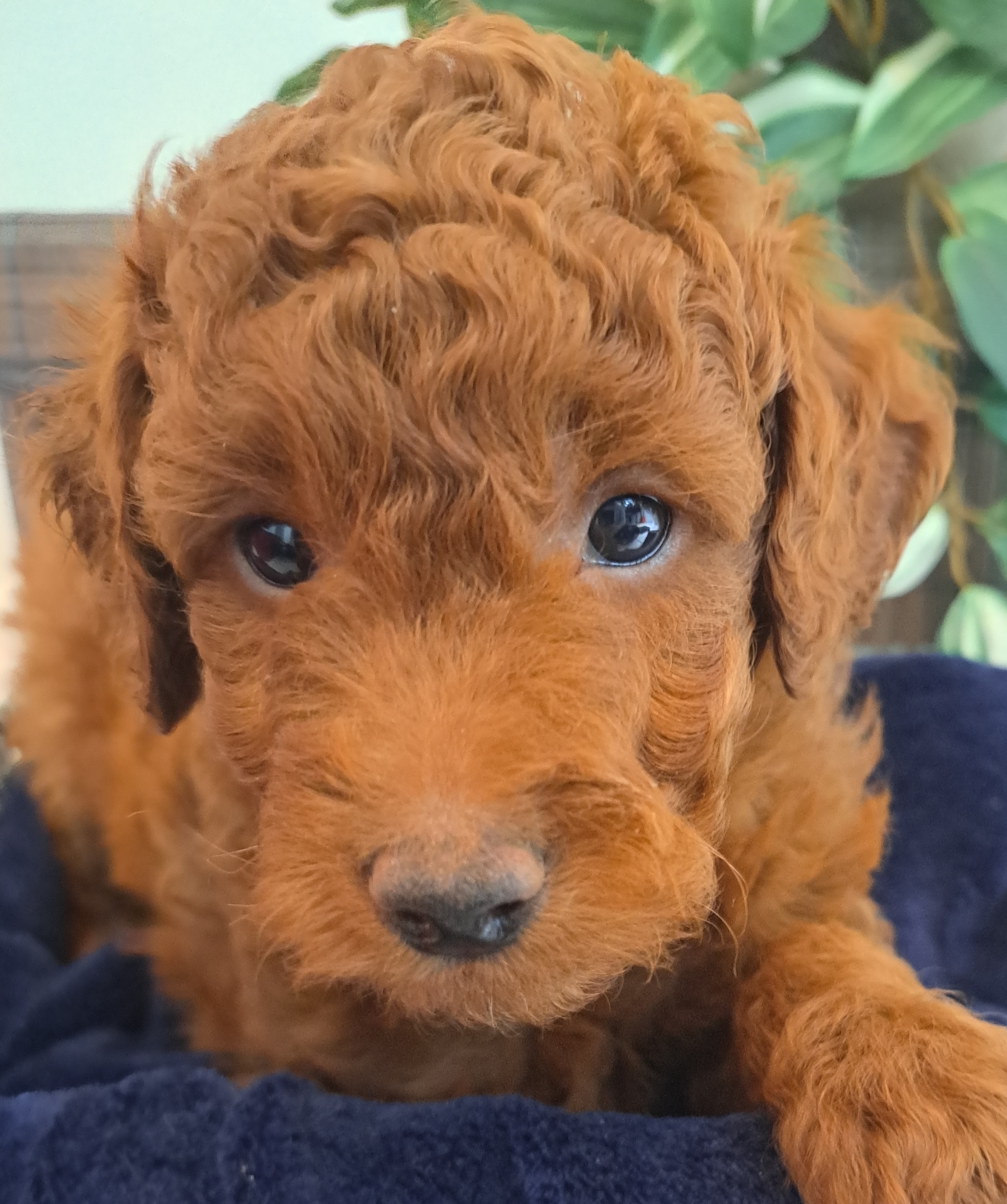 Goldendoodle Puppies from Abidoodles Florida