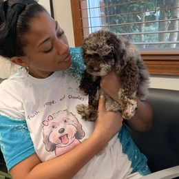 Australian Labradoodle, Cavapoo, and Cockapoo Puppies from Faith, Hope, and Doodles