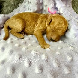 Lavender - Red  female Goldendoodle puppy in Boise, Idaho from Goldendoodle Baby