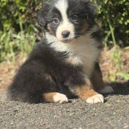 Deduction- black tri male 1 - Black tri-color male Australian Shepherd puppy in Chehalis, Washington from Wandering Acres Ranch