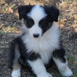 Grits - Black tri-color male Australian Shepherd puppy in Burbank, South Dakota from Dakota Rose Aussies