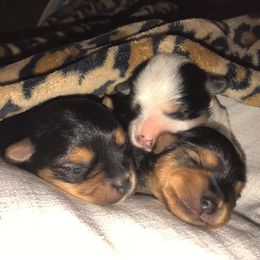 Biewer Terrier and Yorkshire Terrier Puppies from Niko Kennel