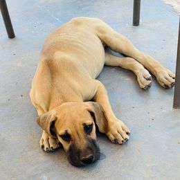 Fawn boy - Fawn male Great Dane puppy in Devine, Texas from Texas Devine Danes & Aussies