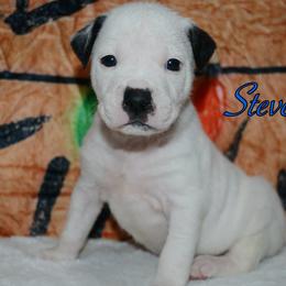 Steve - male Alapaha Blue Blood Bulldog puppy in Walbridge, Ohio from United Alapaha Bulldogs