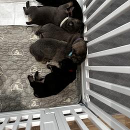 Cane Corso Puppies from Willow’s Meadow