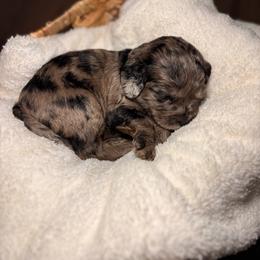 June - Merle female Cockapoo puppy in Ellaville Ga, Georgia from Lakeside Cockapoos