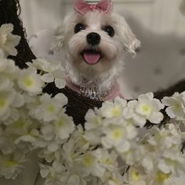 Bebe - Maltese