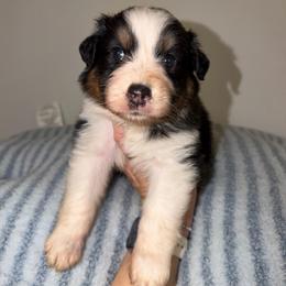 Burrito - Black tri-color male Australian Shepherd puppy in Anniston, Alabama from All Hale Aussies