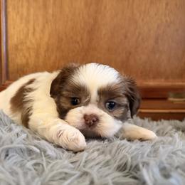 Boy 1 - male Shih Tzu puppy in Peoria, Arizona from Jodi’s Shihtzus