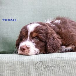 Pumbaa - Red tri-color male Aussiedoodle puppy in Kennesaw, Georgia from Distinctive Doodle