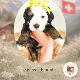 Swiss - Tri-color female Bernedoodle puppy in Canton, Georgia from Teddy Puppies
