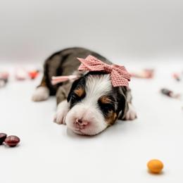 Tootsie Roll (Pink Collar) - Blue merle female Aussiedoodle puppy in Sharpsburg, Georgia from Steindoodles