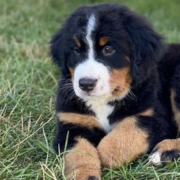 Bernedoodles and Bernese Mountain Dogs from Berns & Doodles