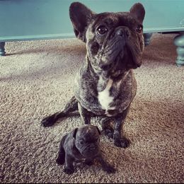 French Bulldog Puppies from Peek Frenchie Babies