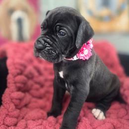 Jill - Black female Great Dane puppy in Granby, Missouri from HCR Great Danes