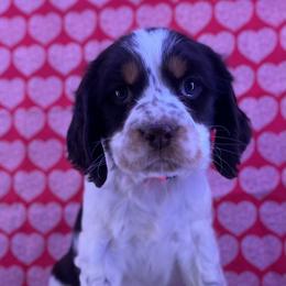 Cassie - Liver white and tan female English Springer Spaniel puppy in Crawford, Tennessee from Lilly Lane Spaniels