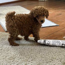 Poodle Puppies from Lisa Calderon