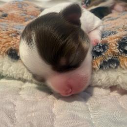 Hank 4300 - Chocolate and white male Chihuahua puppy in Citrus Heights, California from Golden State Chihuahuas