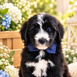 August - Black and white male Bernedoodle puppy in Diamond Bar, California from Furrytaildoodles